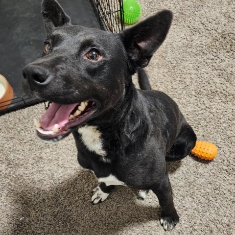 Carter, an adoptable Mixed Breed in Sioux Falls, SD, 57106 | Photo Image 3