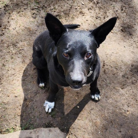 Carter, an adoptable Mixed Breed in Sioux Falls, SD, 57106 | Photo Image 5