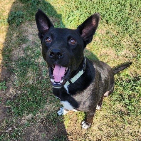 Carter, an adoptable Mixed Breed in Sioux Falls, SD, 57106 | Photo Image 6