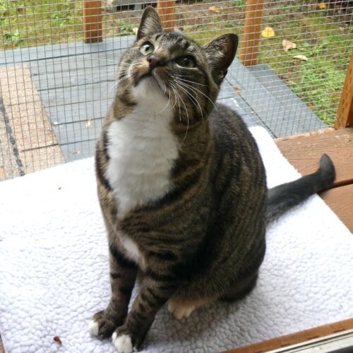 Aisling (pronounced ash-ling) 3