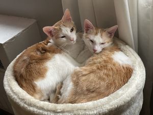 Been in foster since Jan2024 Ziti and Linguini are a 7-month-old 5-pound male kittens from the 