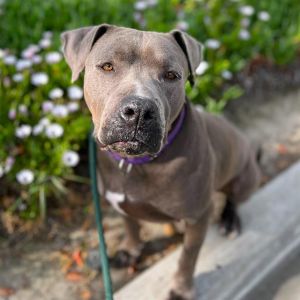 MEADOW Pit Bull Terrier Dog