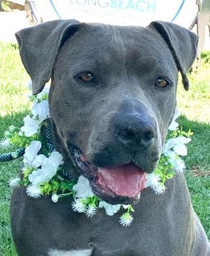 MEADOW Pit Bull Terrier Dog