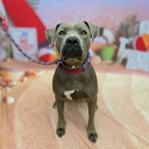 I WAS FOUND AT 5700 BLK CEHSTNUT AVE LB 90805 IN LONG BEACHMy adoption evaluat