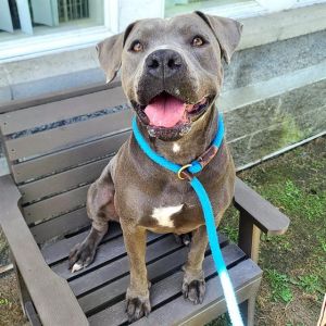 I WAS FOUND AT 5700 BLK CEHSTNUT AVE LB 90805 IN LONG BEACHMy adoption evaluat