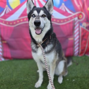MAYFIELD Siberian Husky Dog