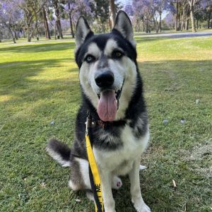 I WAS FOUND AT 5900 BLK LINDEN AVE LONG BEACH CA 90805 IN LONG BEACHMy adoption evaluation date i