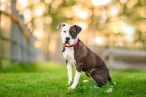 Sweetie Pit Bull Terrier Dog