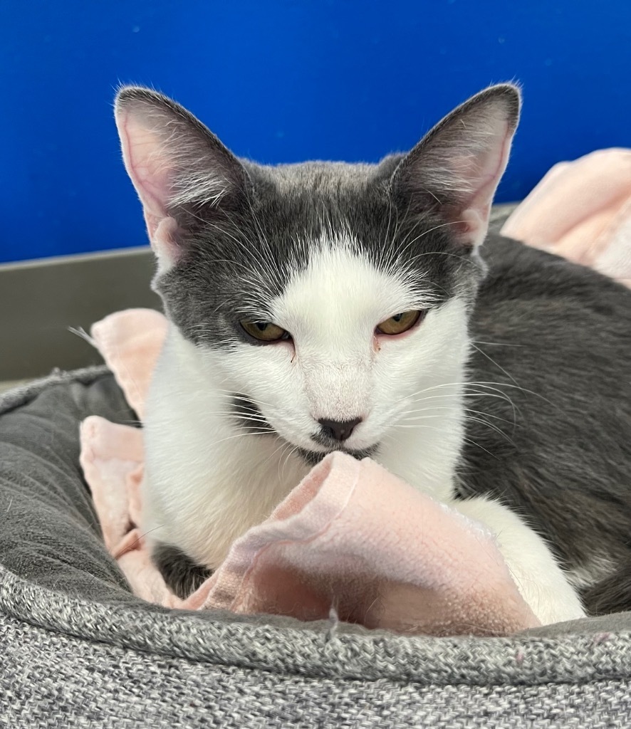 Cat for adoption Mopsy, a Domestic Short Hair Mix in Leonardtown, MD