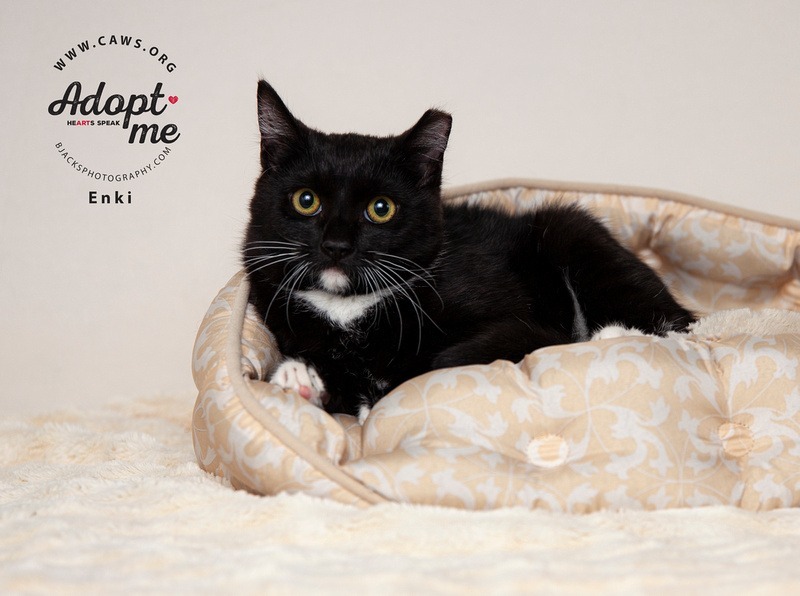 Enki, an adoptable Domestic Short Hair in Salt Lake City, UT, 84117 | Photo Image 1