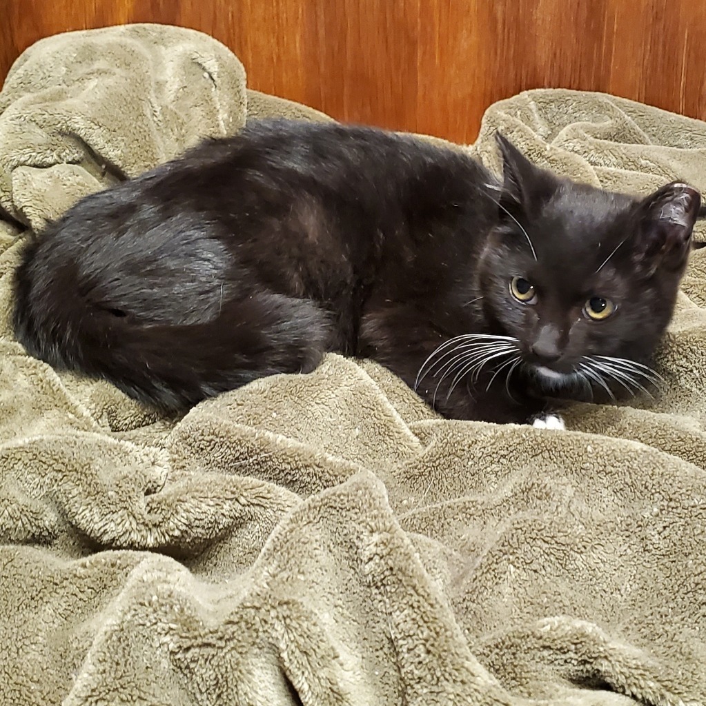 Enki, an adoptable Domestic Short Hair in Salt Lake City, UT, 84117 | Photo Image 2