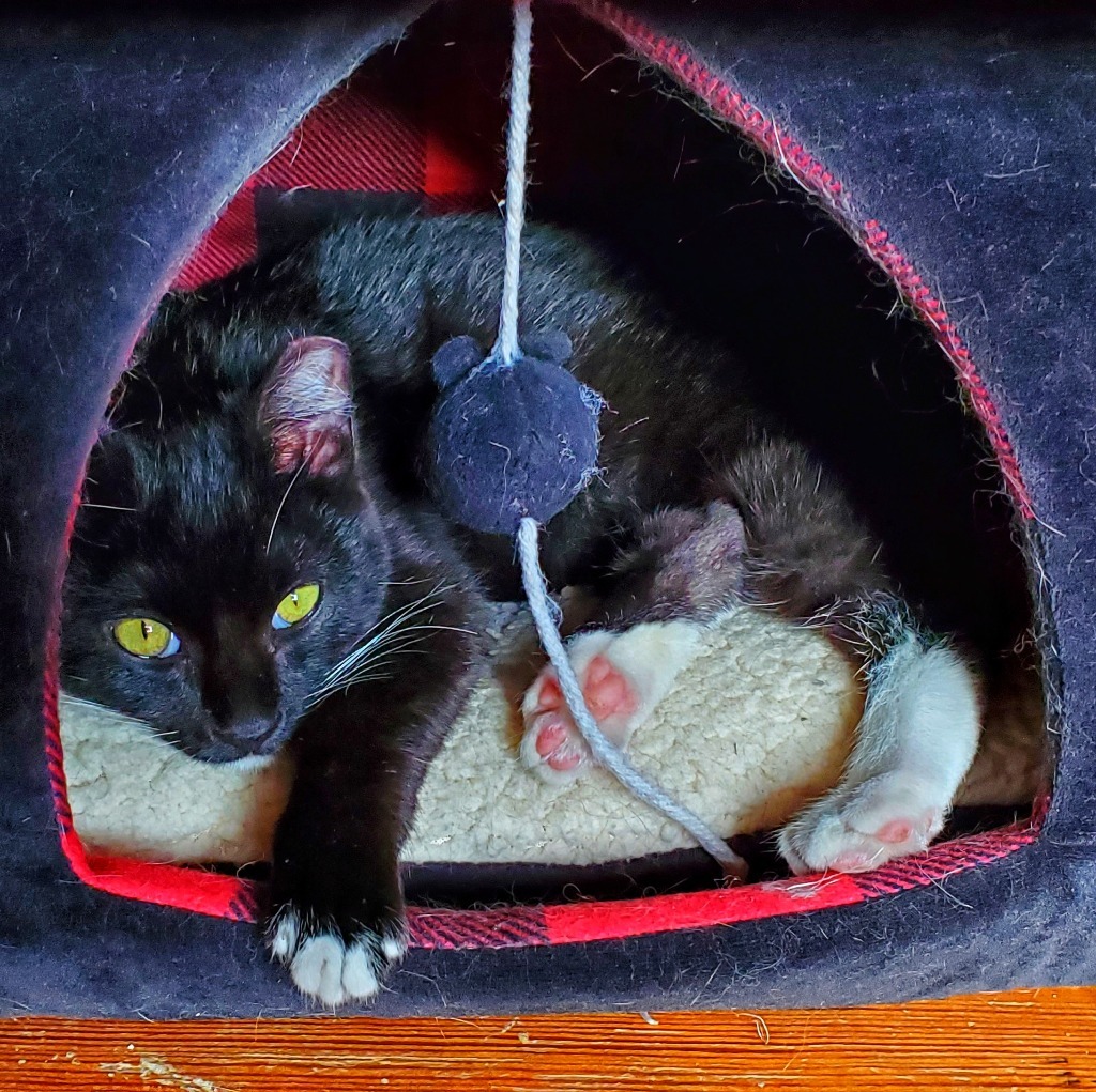Enki, an adoptable Domestic Short Hair in Salt Lake City, UT, 84117 | Photo Image 3