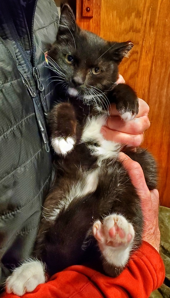 Enki, an adoptable Domestic Short Hair in Salt Lake City, UT, 84117 | Photo Image 4