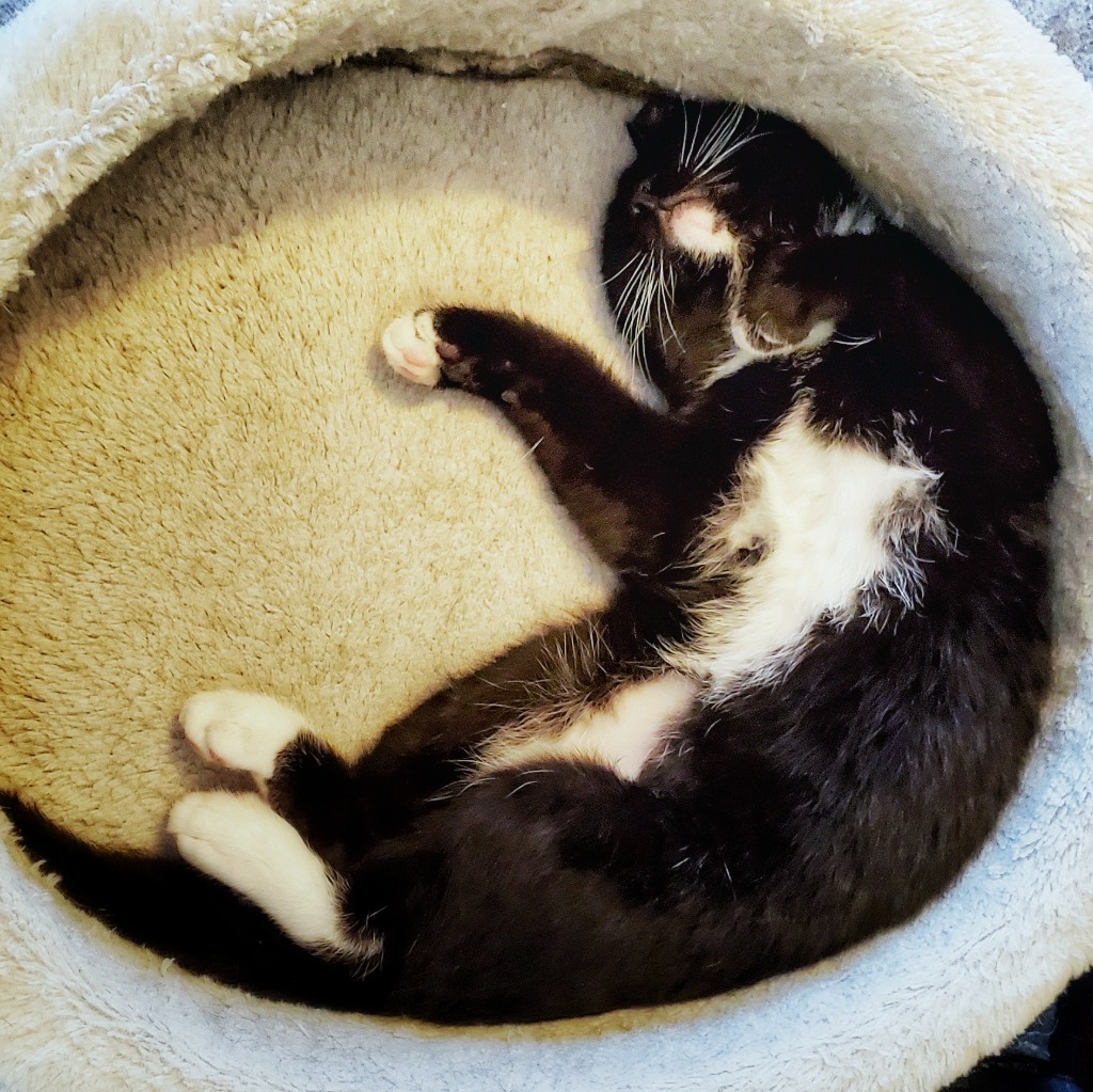 Enki, an adoptable Domestic Short Hair in Salt Lake City, UT, 84117 | Photo Image 5