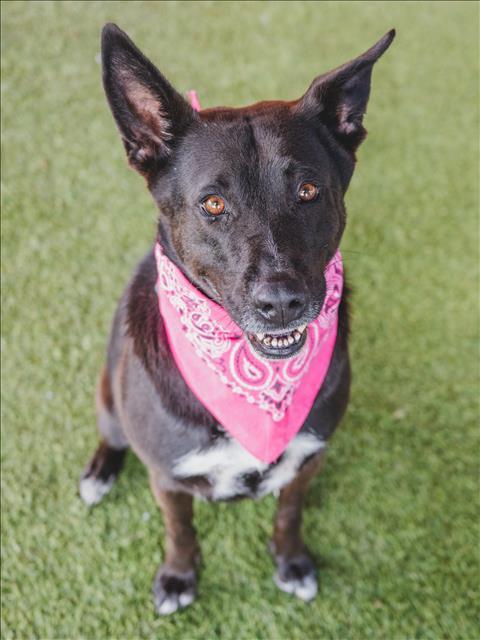 STELLA, an adoptable German Shepherd Dog, Mixed Breed in Miami, FL, 33122 | Photo Image 1