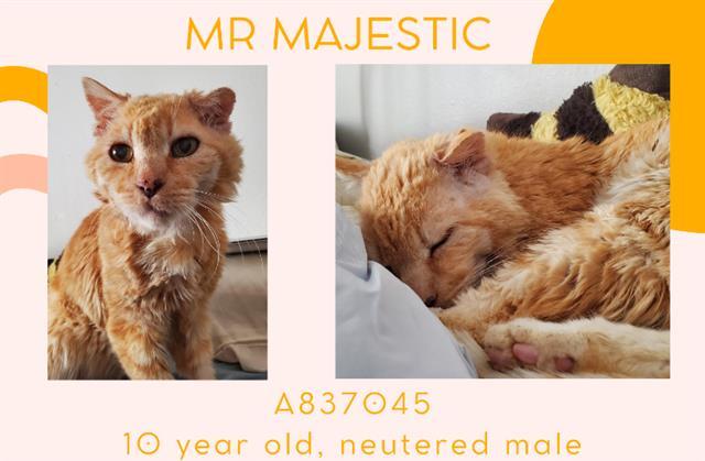 MR MAJESTIC, an adoptable Domestic Short Hair in Tucson, AZ, 85745 | Photo Image 1