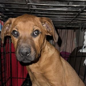 Dogs for Adoption Near West Plains MO Petfinder