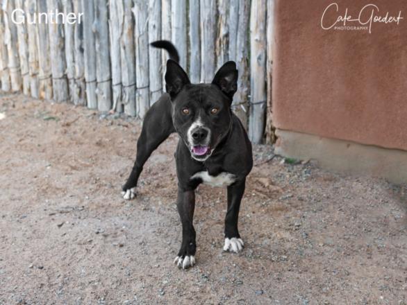 GUNTHER, an adoptable Mixed Breed in Santa Fe, NM, 87507 | Photo Image 1