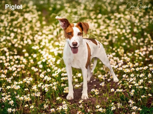 PIGLET, an adoptable Mixed Breed in Santa Fe, NM, 87507 | Photo Image 1