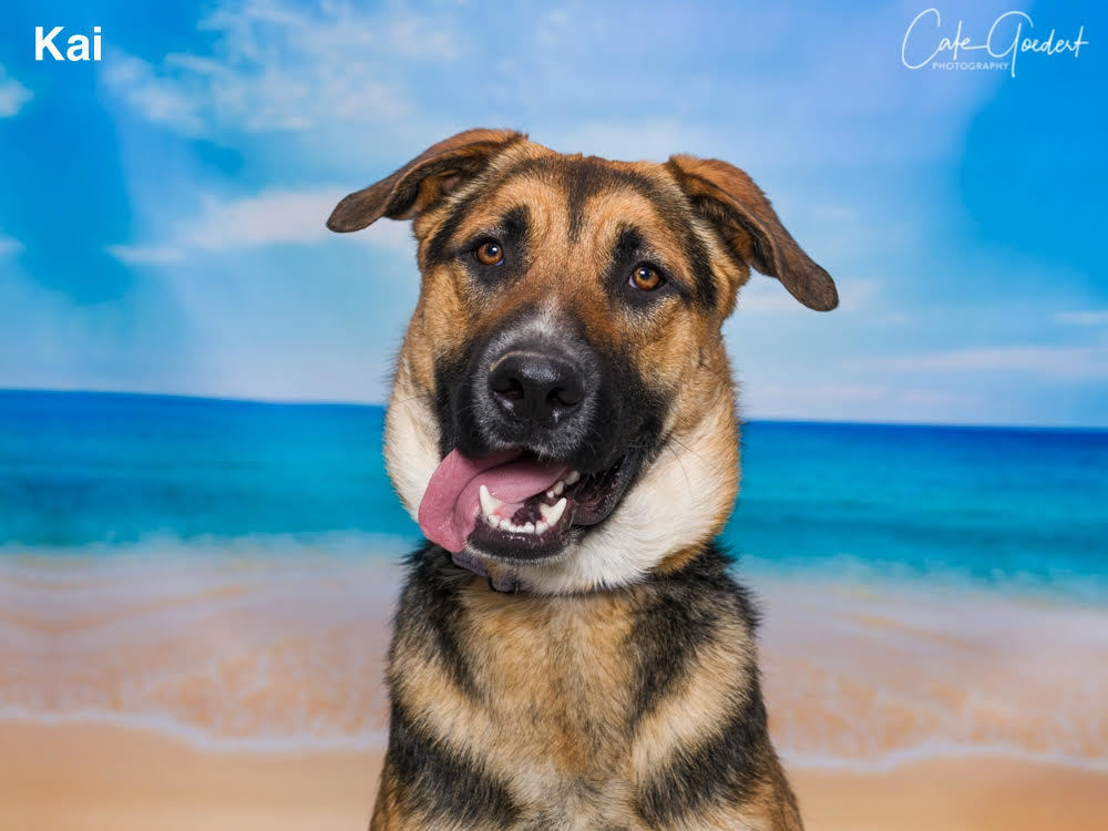 KAI, an adoptable Mixed Breed in Santa Fe, NM, 87507 | Photo Image 1