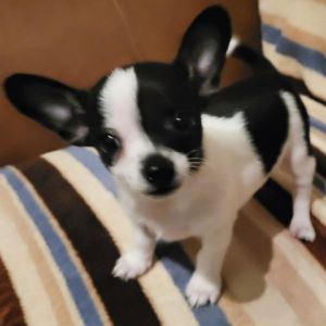 Basil Chihuahua Dog