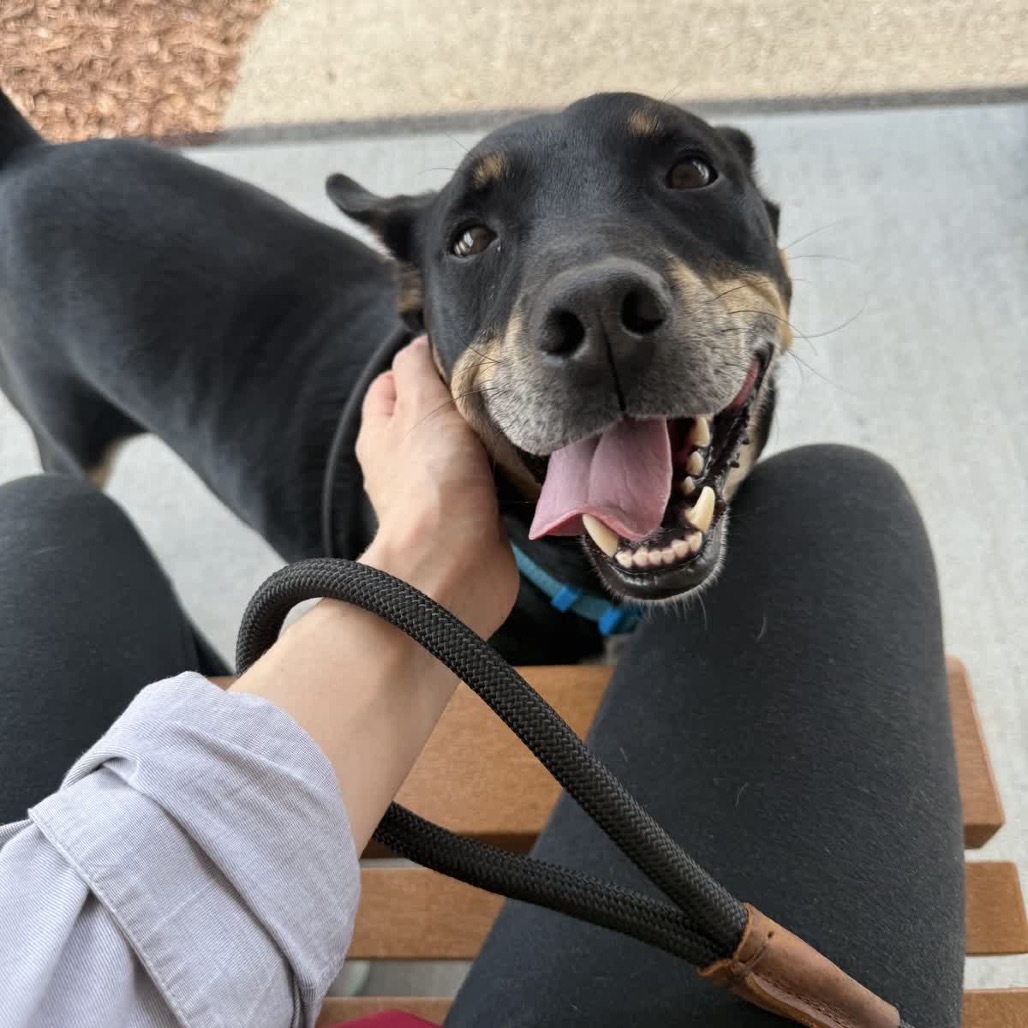 Nacho, an adoptable Bull Terrier in La Grange, KY, 40031 | Photo Image 1