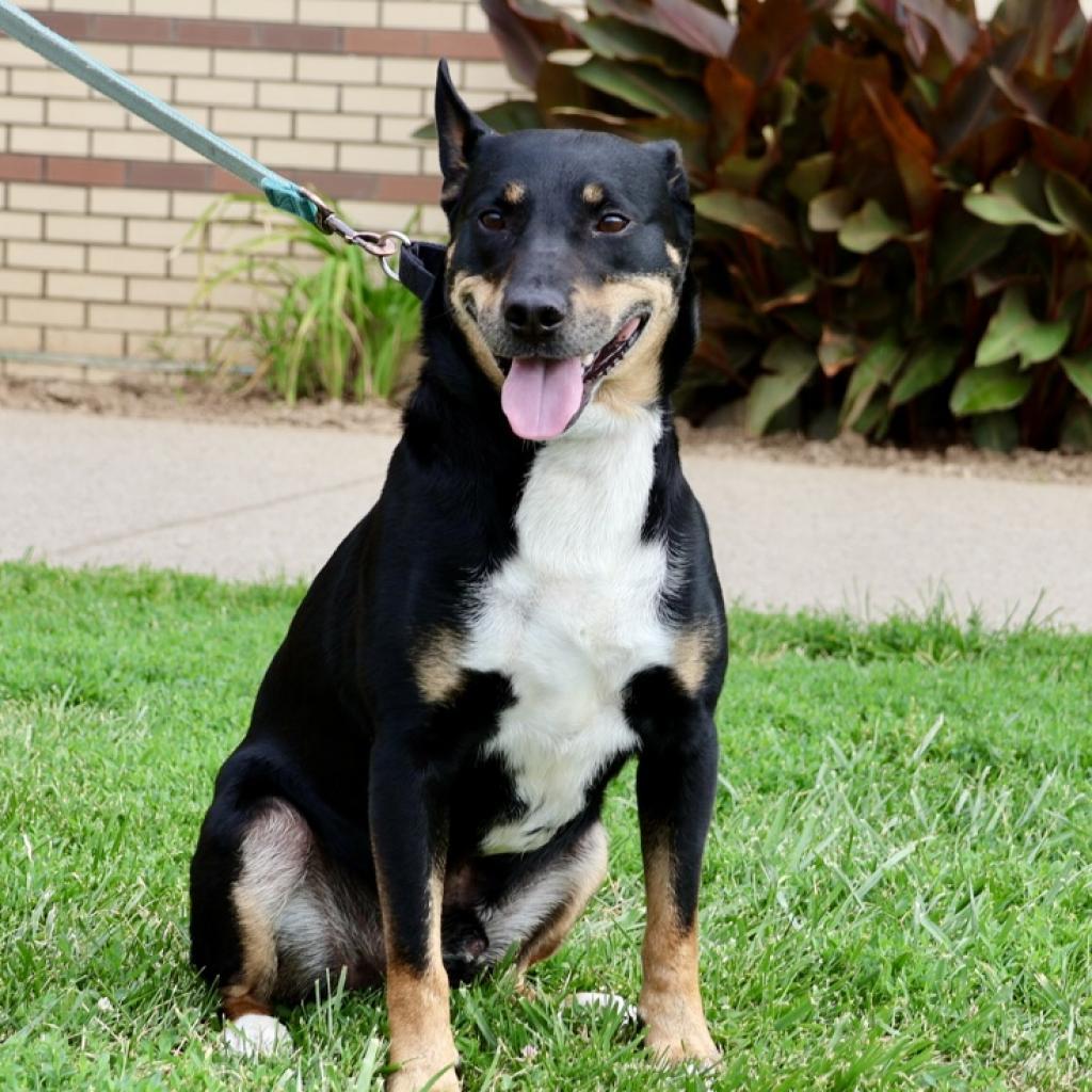 Nacho, an adoptable Bull Terrier in La Grange, KY, 40031 | Photo Image 2