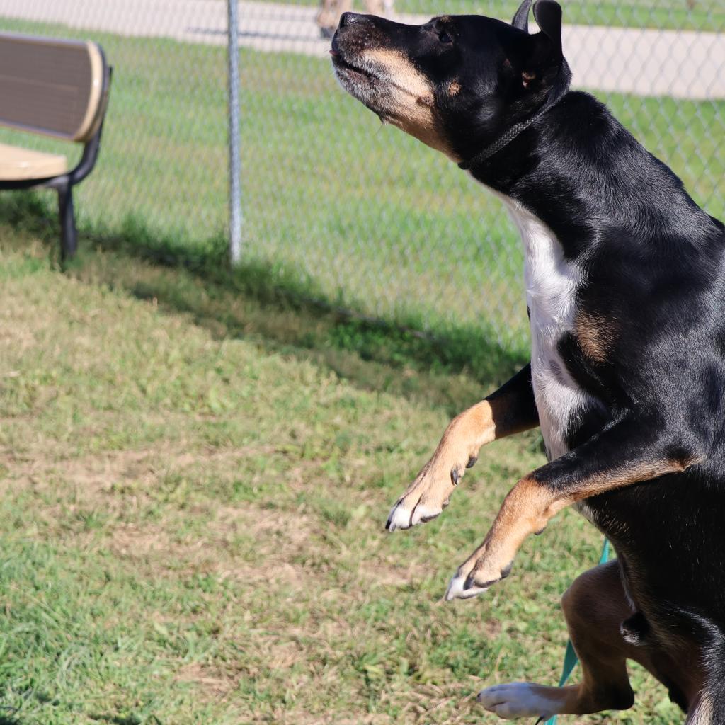 Nacho, an adoptable Bull Terrier in La Grange, KY, 40031 | Photo Image 3