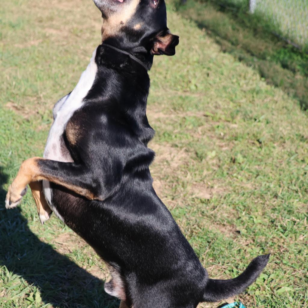 Nacho, an adoptable Bull Terrier in La Grange, KY, 40031 | Photo Image 4