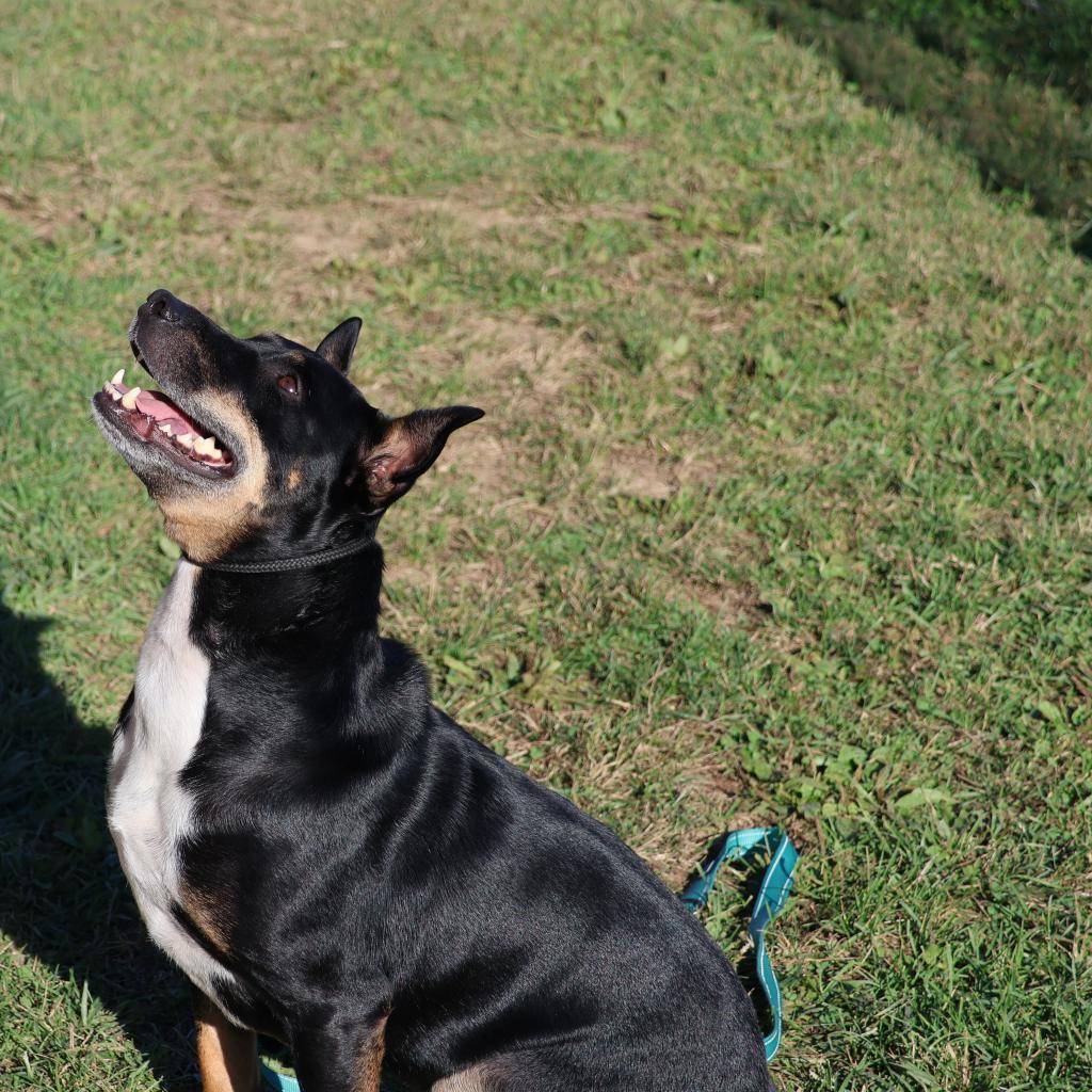 Nacho, an adoptable Bull Terrier in La Grange, KY, 40031 | Photo Image 5