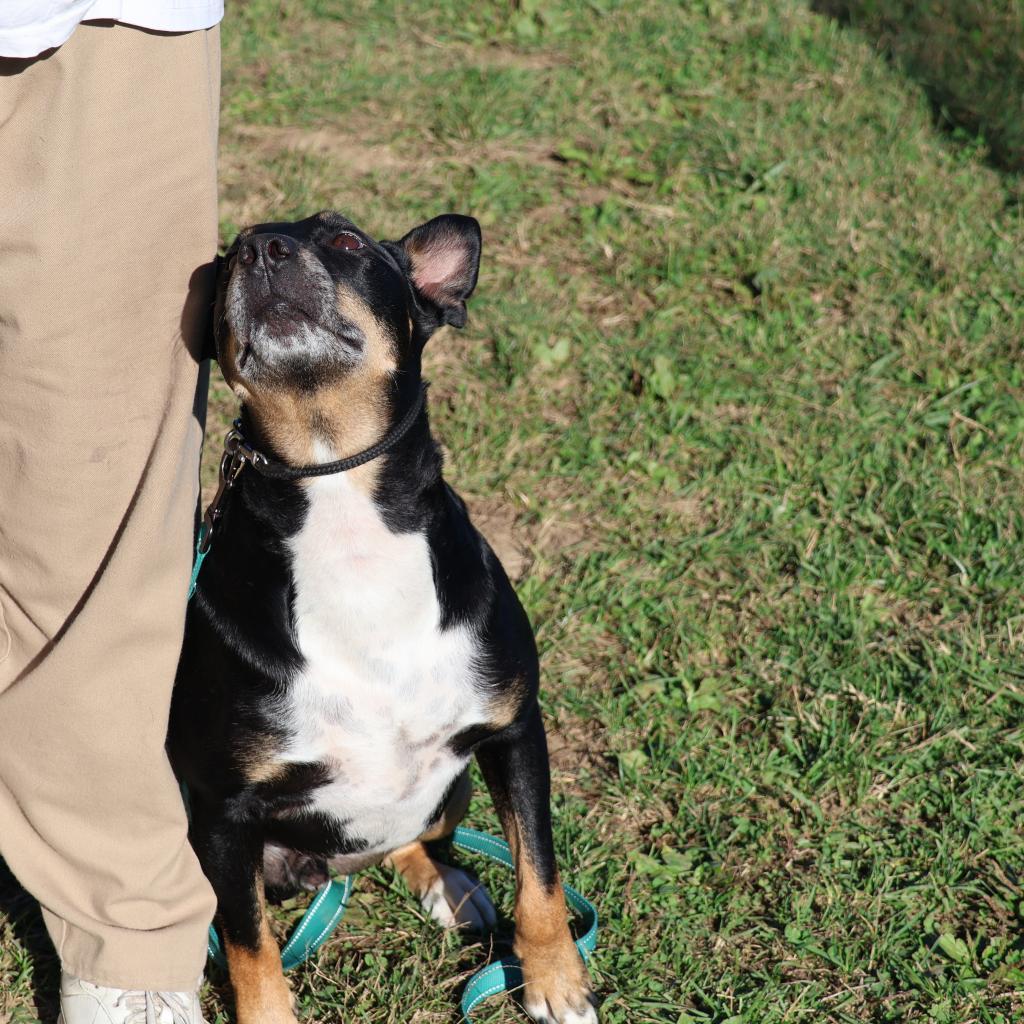 Nacho, an adoptable Bull Terrier in La Grange, KY, 40031 | Photo Image 6