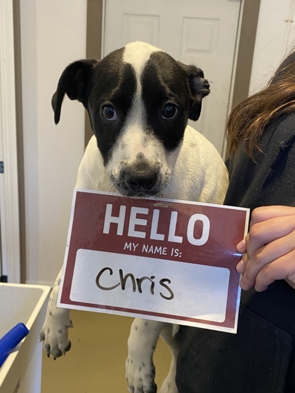 Chris, an adoptable Catahoula Leopard Dog, Mixed Breed in Harbor Springs, MI, 49740 | Photo Image 1