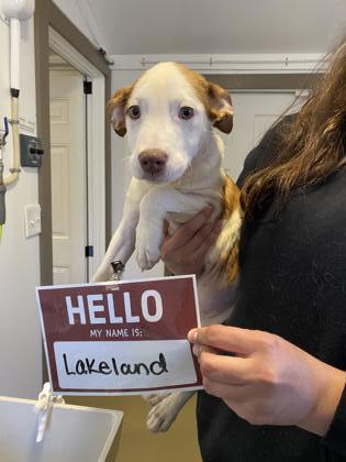 Lakeland, an adoptable Catahoula Leopard Dog, Mixed Breed in Harbor Springs, MI, 49740 | Photo Image 1