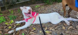 Darla, Young Female American Bulldog
