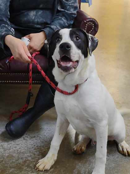 Julian, an adoptable Great Dane, Mixed Breed in La Harpe, KS, 66751 | Photo Image 1