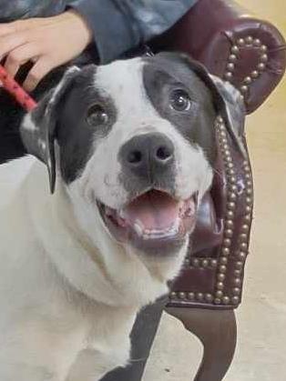 Julian, an adoptable Great Dane, Mixed Breed in La Harpe, KS, 66751 | Photo Image 2