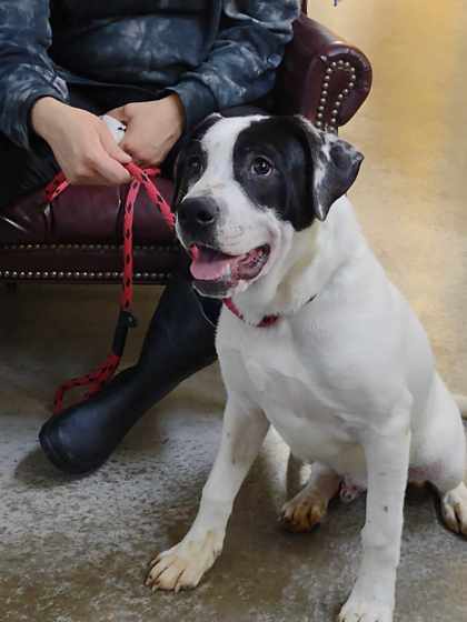 Julian, an adoptable Great Dane, Mixed Breed in La Harpe, KS, 66751 | Photo Image 3