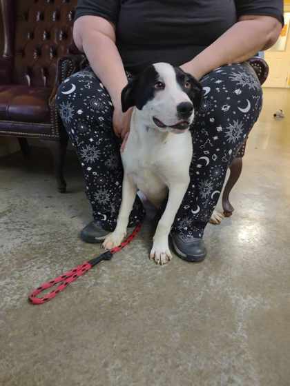 Elijah, an adoptable Great Dane, Mixed Breed in La Harpe, KS, 66751 | Photo Image 1