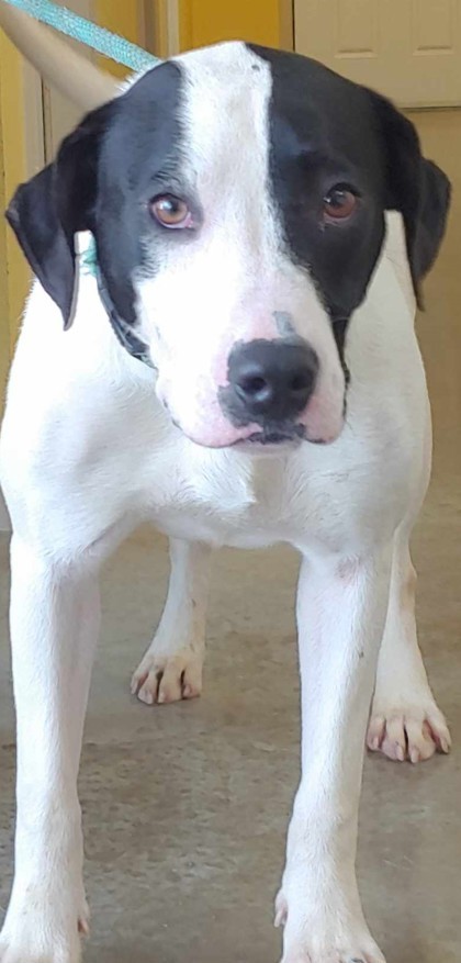 Elijah, an adoptable Great Dane, Mixed Breed in La Harpe, KS, 66751 | Photo Image 2