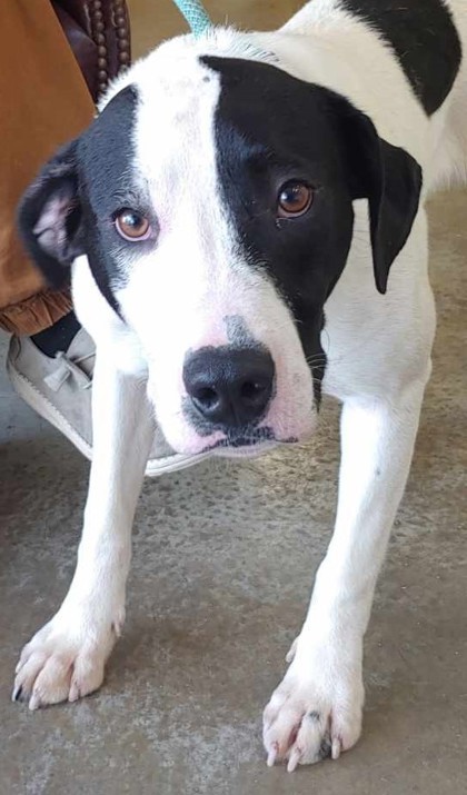 Elijah, an adoptable Great Dane, Mixed Breed in La Harpe, KS, 66751 | Photo Image 3