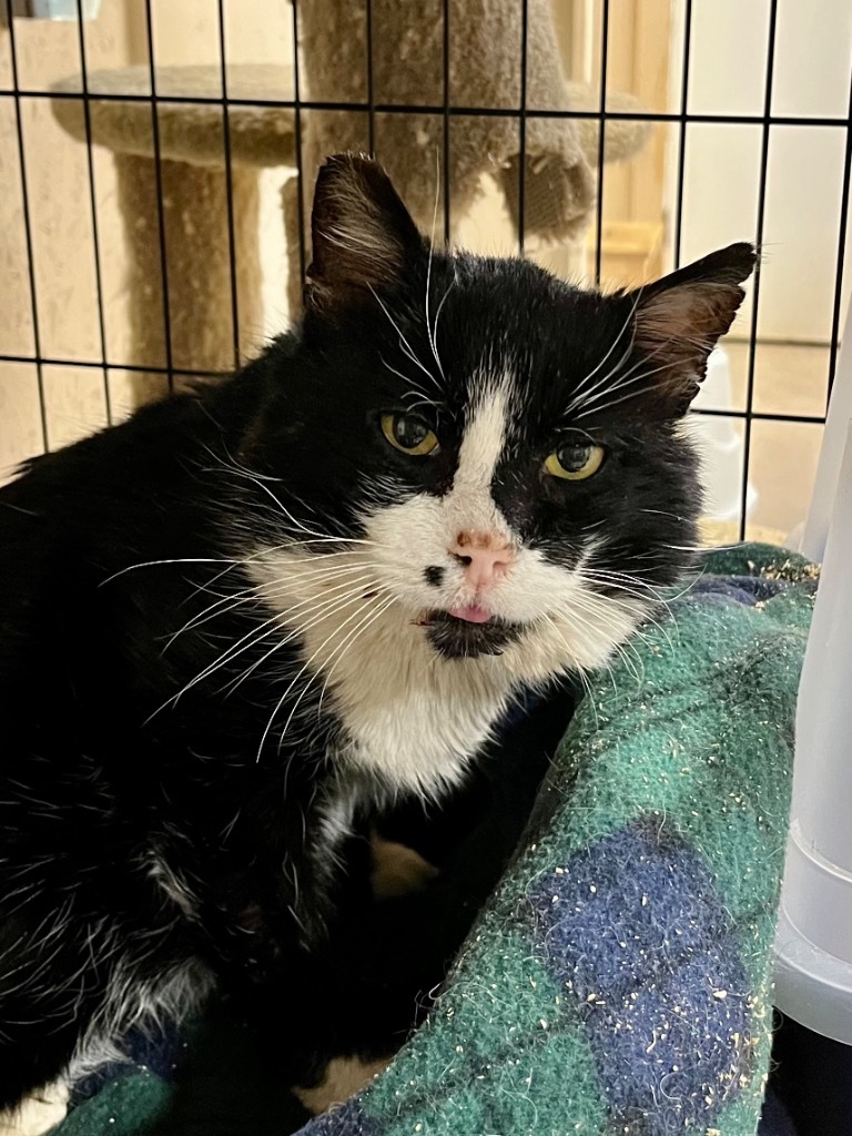 Dot Man K, an adoptable Domestic Short Hair in Sherwood, OR, 97140 | Photo Image 1