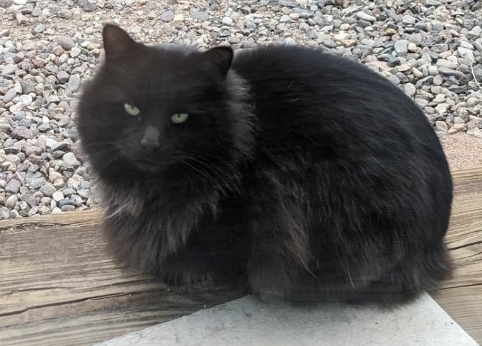 Frienemy AKA Noche, an adoptable Domestic Long Hair, Norwegian Forest Cat in Thatcher, AZ, 85552 | Photo Image 1