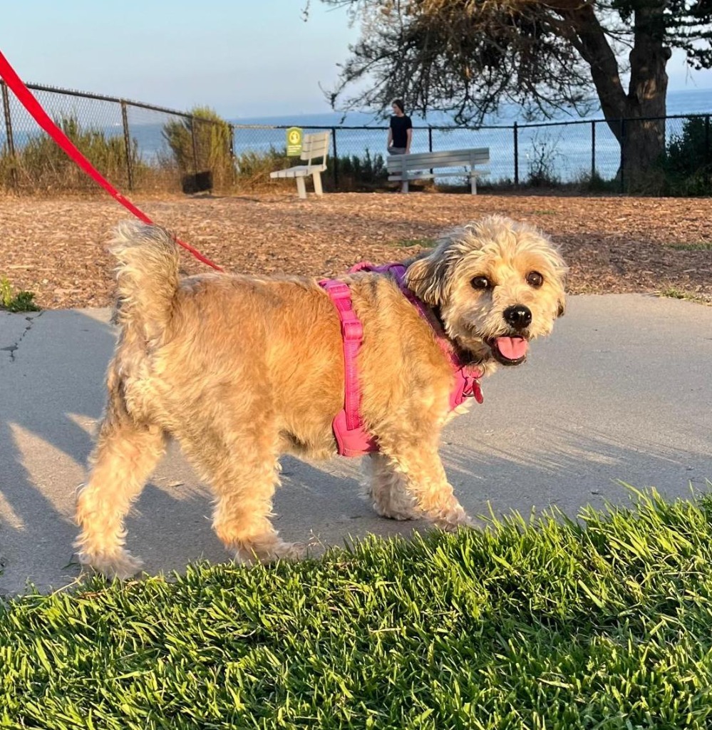 Darla, an adoptable Wheaten Terrier in San Juan de Abajo, NAY, 63732 | Photo Image 1