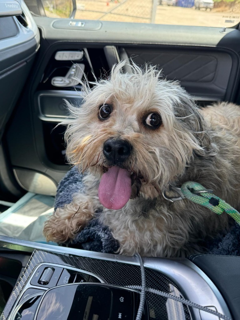 Darla, an adoptable Wheaten Terrier in San Juan de Abajo, NAY, 63732 | Photo Image 2