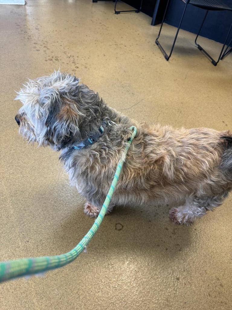 Darla, an adoptable Dandie Dinmont Terrier in San Juan de Abajo, NAY, 63732 | Photo Image 3