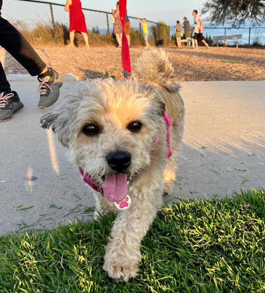 Darla, an adoptable Dandie Dinmont Terrier in San Juan de Abajo, NAY, 63732 | Photo Image 5