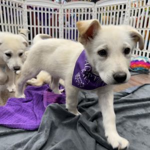 Idris, Young Male Great Pyrenees