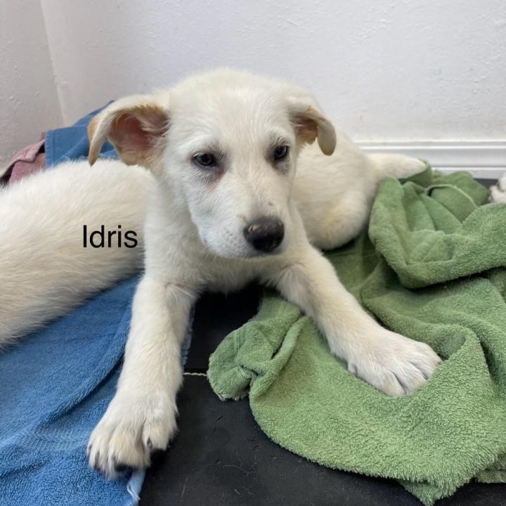 Idris 3