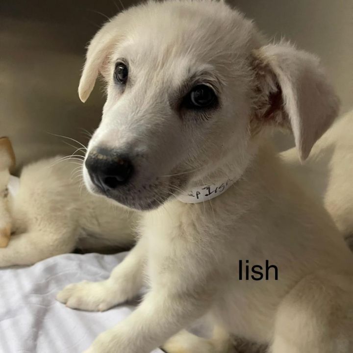 Iish 1