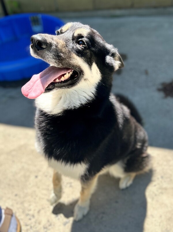 Timber, an adoptable Siberian Husky, German Shepherd Dog in Keswick, ON, L4P 3G1 | Photo Image 1